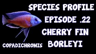 MALAWI CICHLID│SPECIES PROFILE│CHERRY FIN BORLEYI│EP22 [upl. by Piegari]