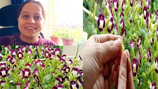 विशबोन Flowers Plants Seeds  How To Collect Torenia Wishbone Flower Plant Seeds  gardening [upl. by Puritan]