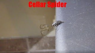 Cellar Spider Facts and Footage  Pholcidae [upl. by Ynabla]