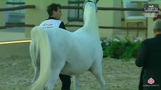 N 122 MANAYER AL SHAQAB 13th Qatar International Arabian Peninsula Horse Show 2024 Mares 7 10 Ye [upl. by Fawcette]