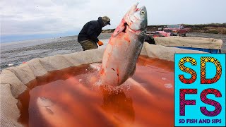 Naknek Alaska Sockeye Salmon Setnet Fishing Part 2  The Peak of the Historic 2022 Season  SDFS [upl. by Rodina]