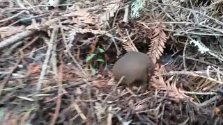 Lycoperdon Umbrinum  The Shadow Puffball [upl. by Zachery]