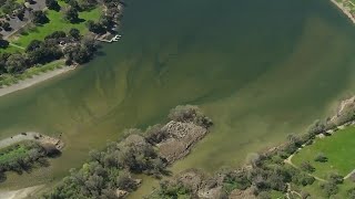 Harmful bluegreen algae blooming at Bay Area lakes [upl. by Liuqnoj]