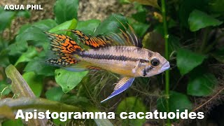 Apistogramma cacatuoides [upl. by Rudwik]