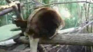 Matschies Tree Kangaroos [upl. by Keli476]