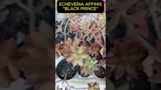 ECHEVERIA AFFINIS x SEDUM NUSBAUMERIANUM Shorts 1540 plants suculentas plantas [upl. by Esela]