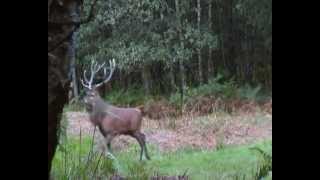 Wildlife Cerfs Sangliers Deer boarsArdennes sauvages Blakvswild [upl. by Ancilin490]