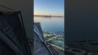 Dawn chorus at Berners Hall fishery [upl. by Risley]