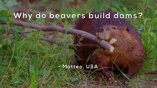 Why do beavers build dams [upl. by Vitus947]