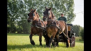 Het Brabants Trekpaard [upl. by Oilejor185]