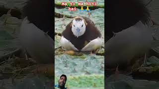 birds cute nature animals ytshorts viralvirdeo [upl. by Dowdell42]