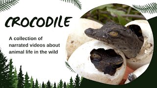 Crocodile Cartoon  Animal Video  Animal Educational Video [upl. by Auqinahs531]