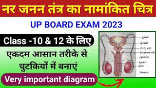 नर जनन तंत्र का नामांकित चित्र  How to Draw Male Reproductive System manav nar janan ang ka chitra [upl. by Brigitta81]