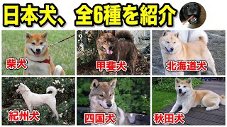 日本犬、全6種類を紹介！特徴や性格など [upl. by Lexy937]