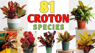 81 Croton Plant Species  Croton Plant Varieties with names  Plant and Planting [upl. by Akienahs]