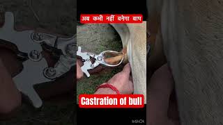 Castration of bull l dr Umar khan [upl. by Niki83]