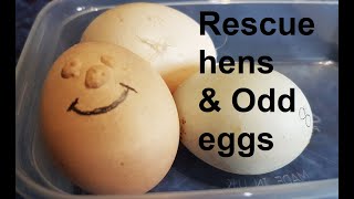 🐔 Rescue hens and Odd eggs 🥚 rescuehens chickentv oddegg lashegg [upl. by Cyd]