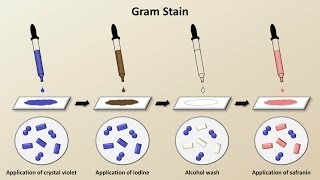 Classification of Bacteria Antibiotics  Lecture 1 [upl. by Helsa928]