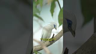 Burung Curik bali  Bali myna [upl. by Ahtnammas]