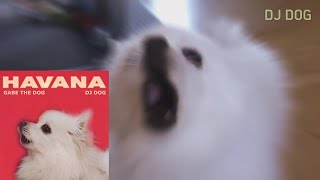 하바나 강아지 리믹스 Camila Cabello  Havana Gabe the Dog Remix [upl. by Vezza]