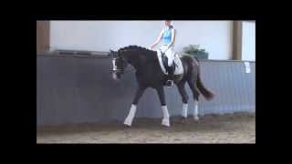 wwwdressagetalentscom  Broadway [upl. by Hanavas]