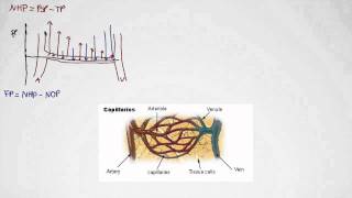 Net Hydrostatic Pressure and Filtration Pressure [upl. by Ehcnalb279]