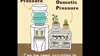 Hydrostatic Pressure Vs Osmotic Pressure [upl. by Rebba]