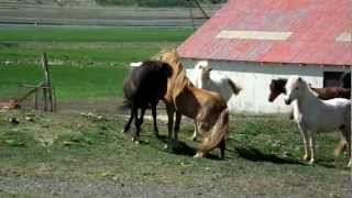 His Powerful Gentle Leading  Horsemanship with Breeding Stallion in Extreme Situation [upl. by Bethesde]