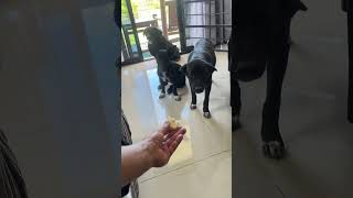 feedingdogs feeding dog doglover happiness forfun [upl. by Cynthie903]