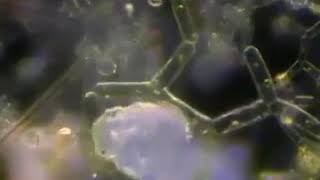 Microscopic tardigrade walking trough algae [upl. by Annaeel582]