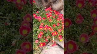 portulaca plant decoration ideas garden gardening [upl. by Ahsimaj]