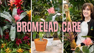 Bromeliad Care Propagating [upl. by Elane508]