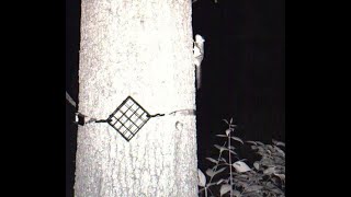 Nature Minute Flying Squirrels are Common in DuPage County [upl. by Tavish]