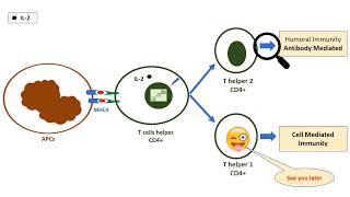 T helper cells in 1 minute [upl. by Gustaf608]