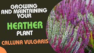 Calluna Vulgaris Tips for Growing and Maintaining Your Heather Plant [upl. by Ailemac]