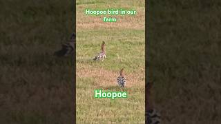 Hoopoe bird in our farm hoopoe birds bird qatar [upl. by Sergo811]