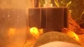 Apistogramma Macmasteri quotgoldquot pair [upl. by Ehctav]