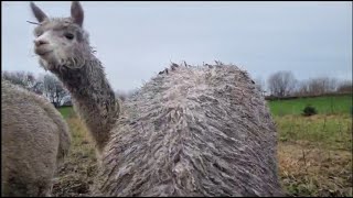 Alpaca family enhousiastic running towards me 🥰 oh yeh for the food [upl. by Heck]