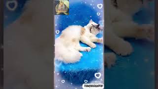 Beautifull Persian Cat  Indore MP  BEST cats in India [upl. by Merkley]