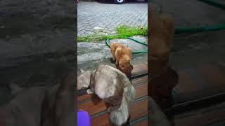 gak ada ahlak kuceng gemblung makan langsung dari wadahnya 😂🐱🐱 tingkahkucing kucing cat [upl. by Gnas]