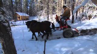 Le cheval canadien vatil disparaître [upl. by Hedwiga]