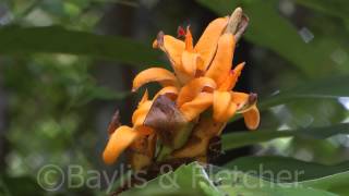 Epiphytic ginger Mulu National Park Malaysia 20140318141806m2ts [upl. by Patrizia]