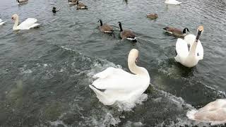 Juvenile Mute Swans Trying To Intimidate Trumpeter Swans  Gallup Park  Ann Arbor  Michigan [upl. by Georglana235]