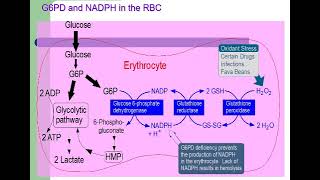 6 Carbohydrates G6PD deficiency Favism  Uronic acid pathway شرح بالعربي [upl. by Hameean]