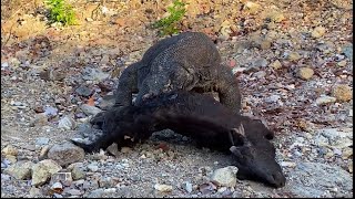 Survival Tactics The Komodo Dragons Habitat Mastery komodo nature animals [upl. by Sungam410]