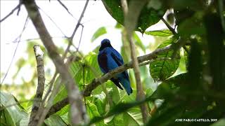 Lovely Cotinga Cotinga amabilis [upl. by Ycnaf]