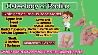 ⭐ Osteology of RadiusUpper limbLocomotor module Explained on Radius Model amp Skeleton🦴 [upl. by Aihppa563]