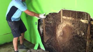 Forensic Pest Management Services discovers a massive termite nest in a wall cavity [upl. by Oirevas]