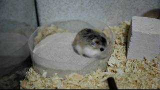 Roborovski hamsters playing with sand [upl. by Koloski]