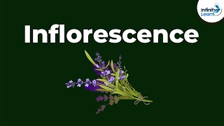 Types of Inflorescence  Morphology of Flowering Plants  Dont Memorise [upl. by Loftis890]